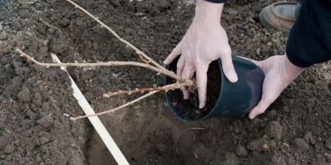 Kada saditi ribizle u jesen, kako saditi crne sadnice
